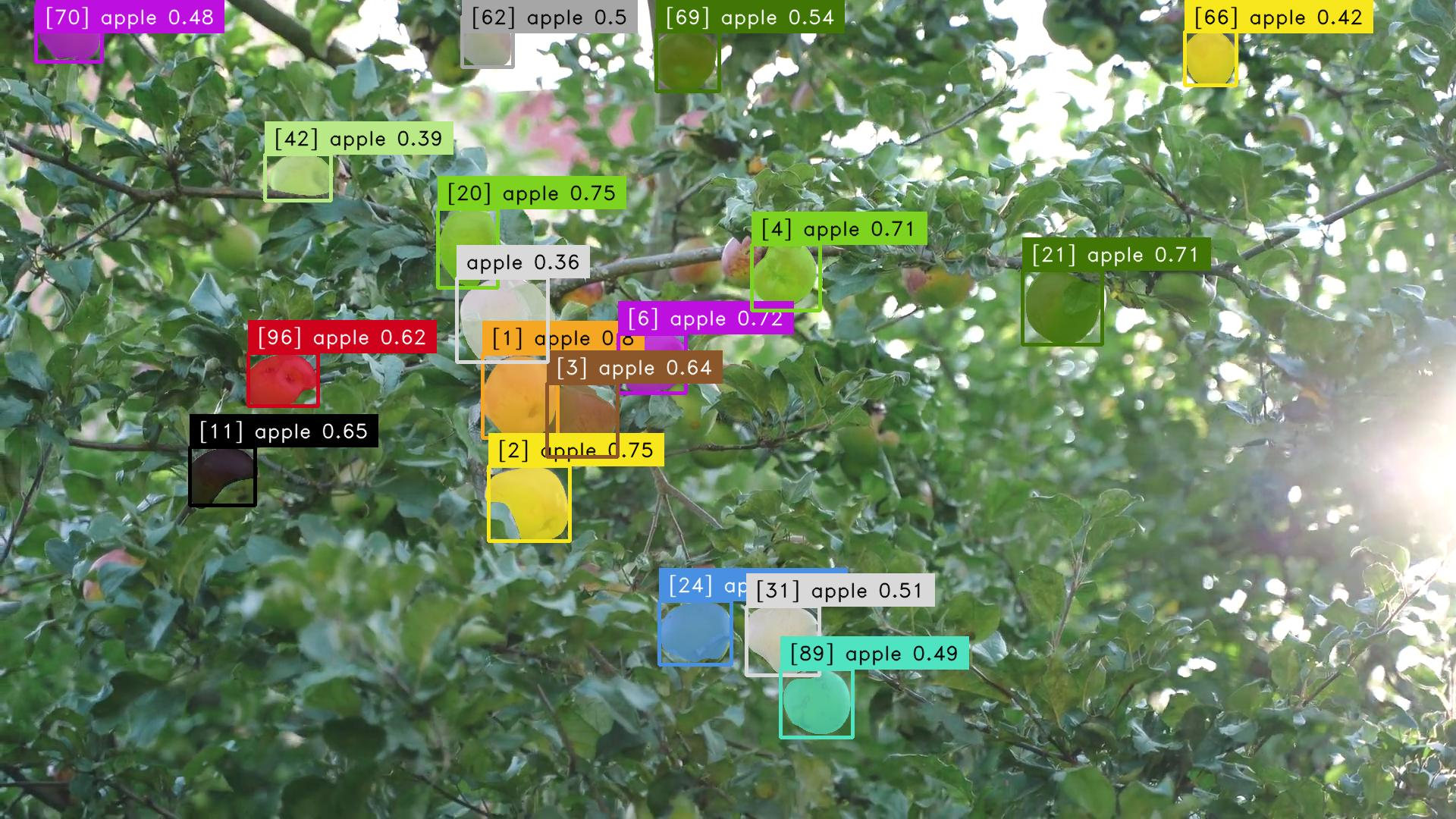 instance segmentation of apples