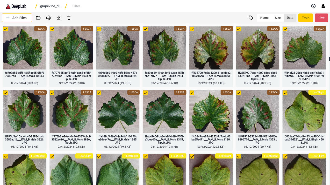 image classification diseases