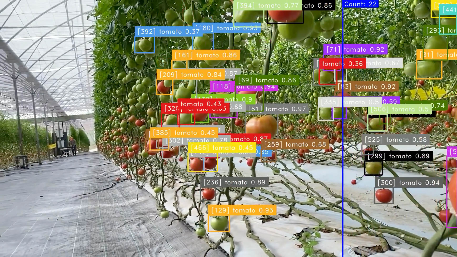 detects and counts tomatoes on video
